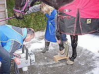 Pferd beim Röntgen